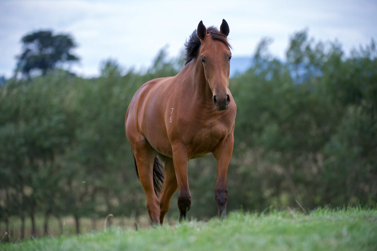 Behind The Scenes With Te Akau TV - Episode 1 Te Akau Stud
