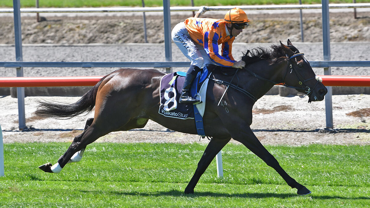 Te Akau Horses on Exhibition