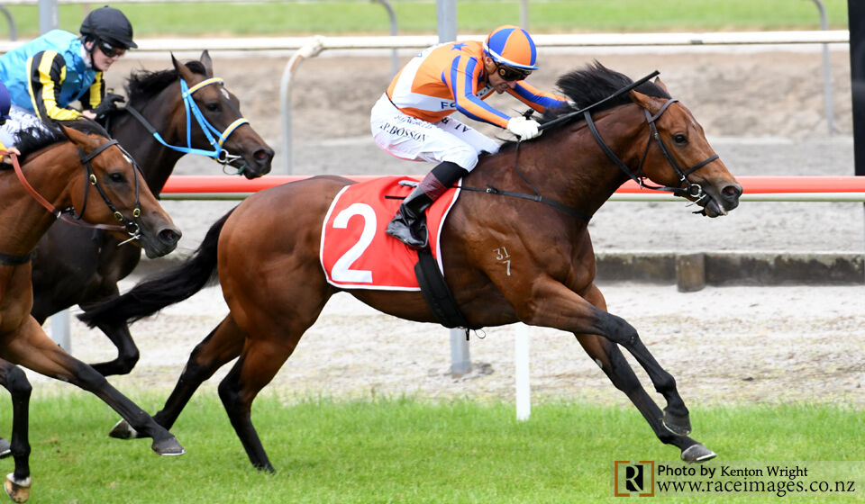 Matamata Winning Double - No.1 Win Navalha