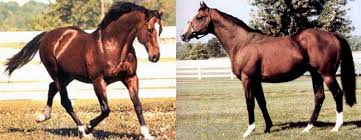 The Northern Dancer Fact File