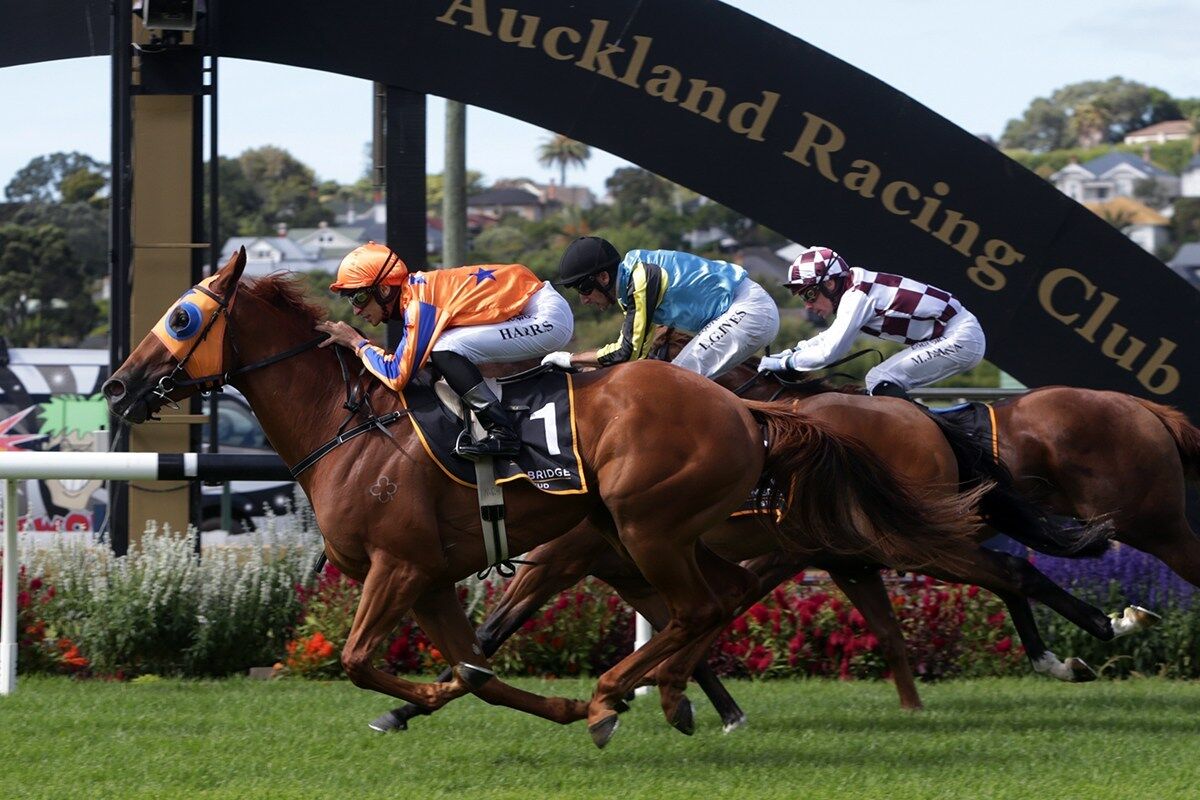 Te Akau TV Weekend Preview