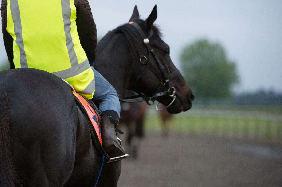 Te Akau Weekend Trackwork