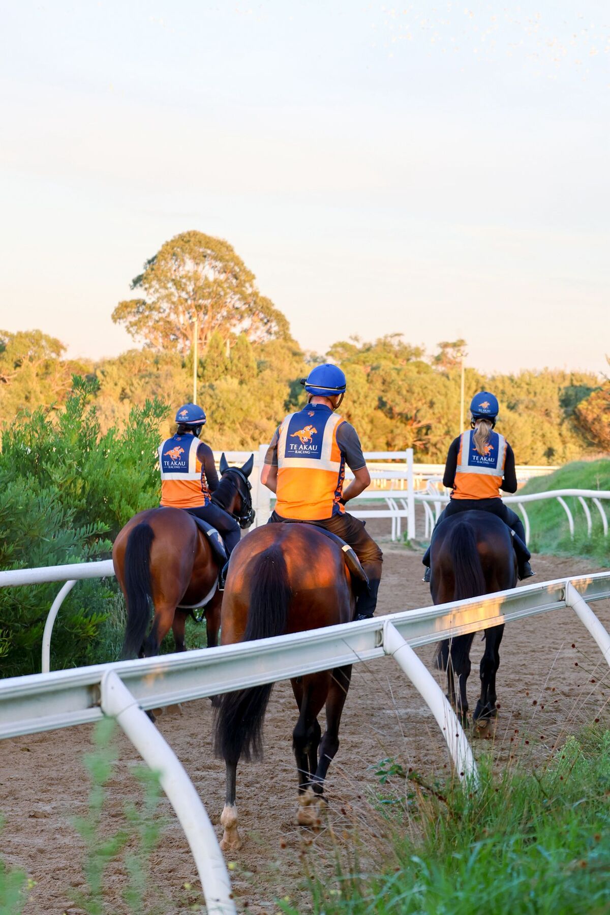 Te Akau Trans Tasman Tuesday Trackwork