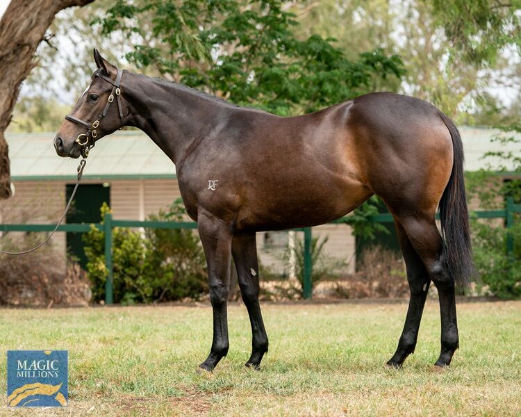 Another Exciting Filly to Te Akau