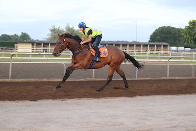 Te Akau Weekend Trackwork