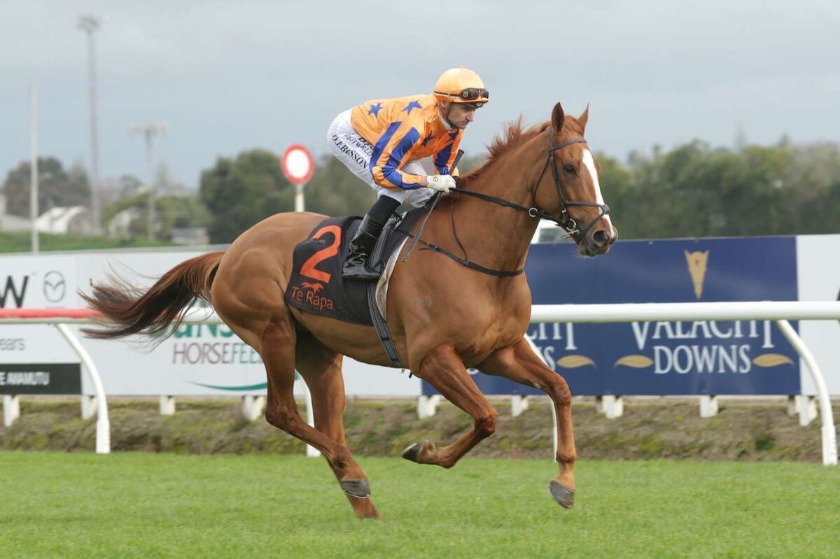 Te Akau Shark to Circle & Pounce
