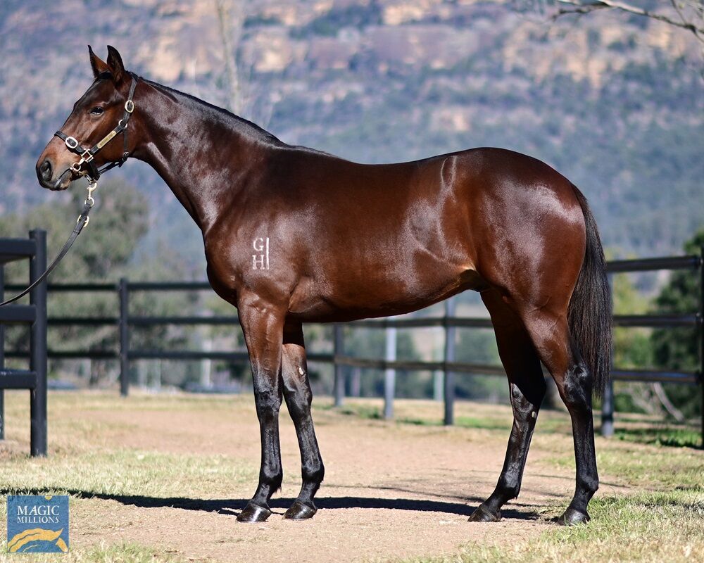 STOP PRESS - Te Akau Strikes Early at Magic Millions