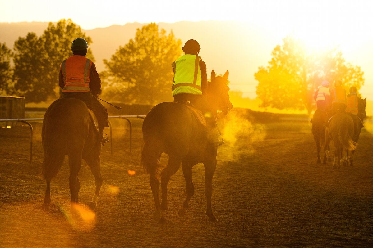 Te Akau Weekend Trackwork