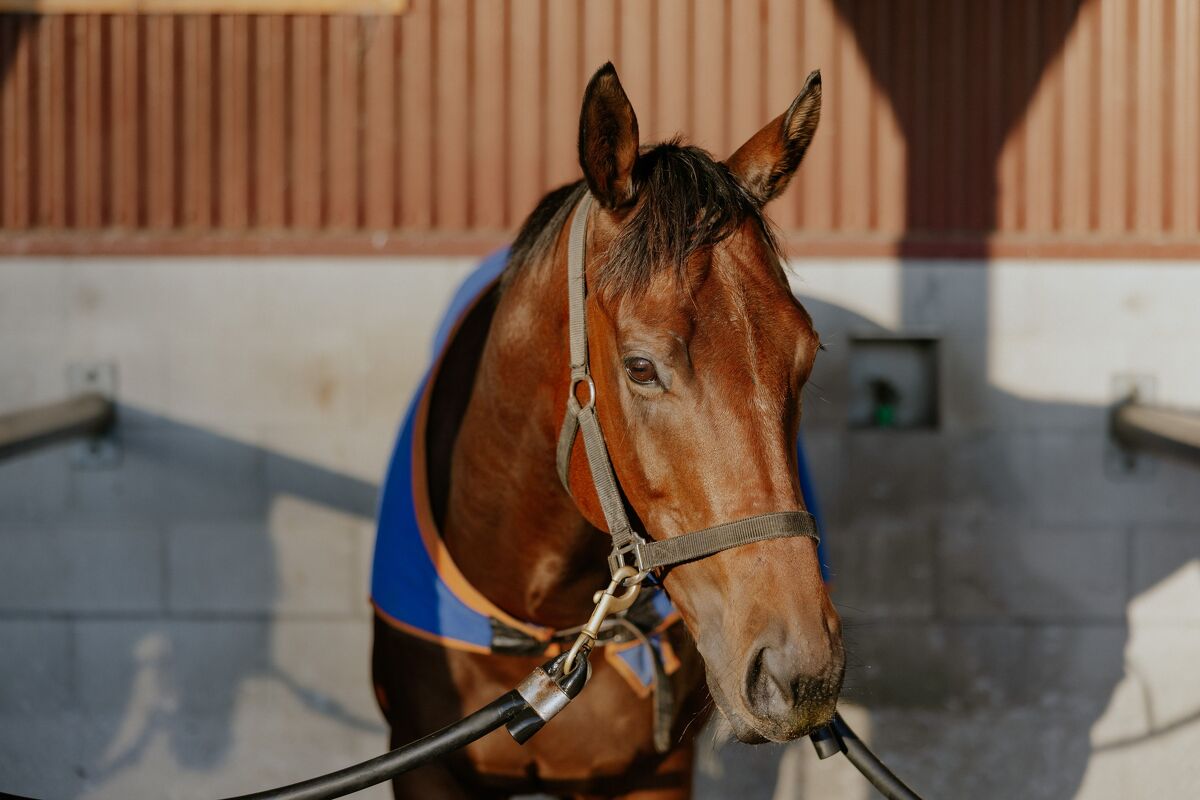 Te Akau Trans Tasman Tuesday Trackwork