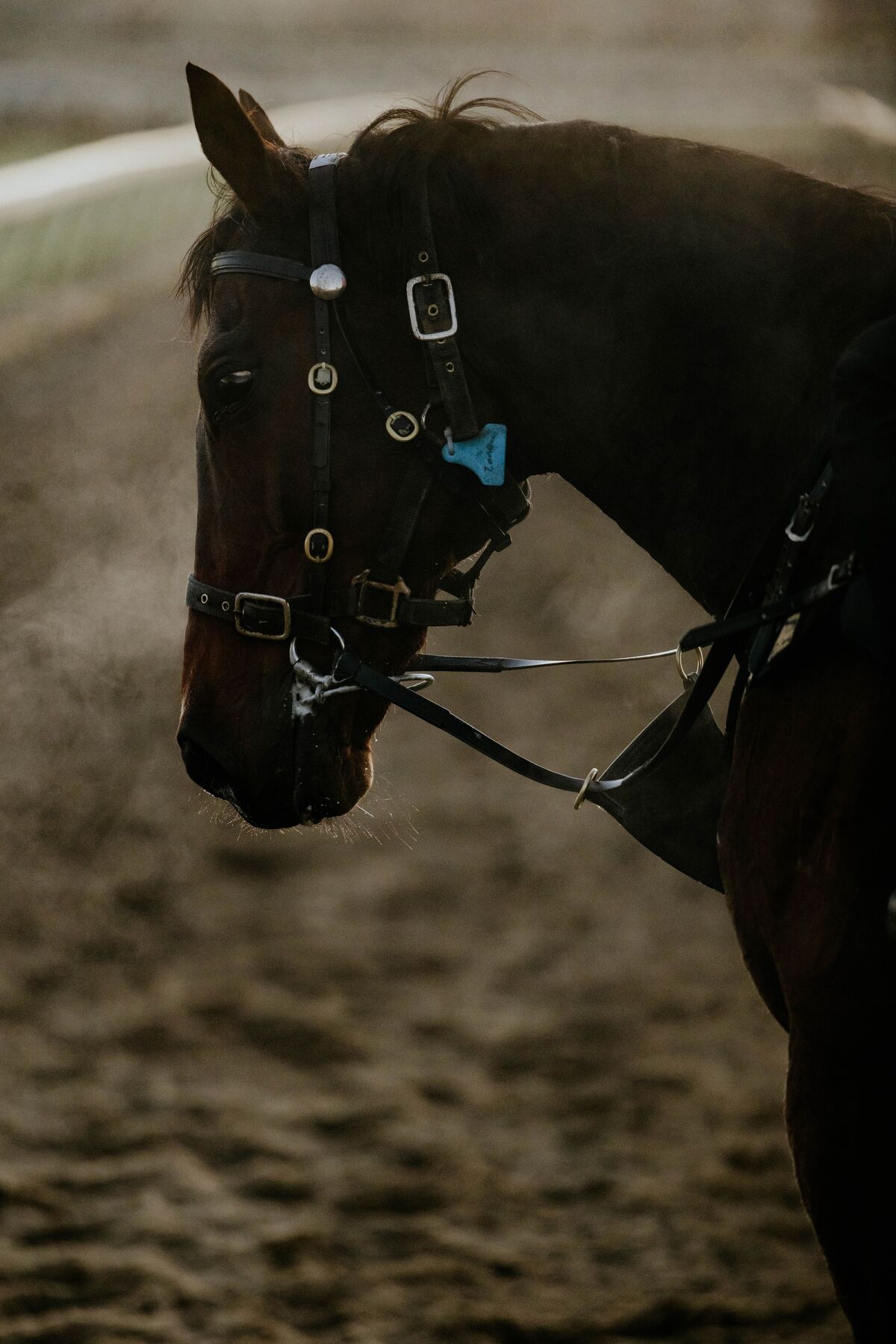 Te Akau Trans-Tasman Trackwork