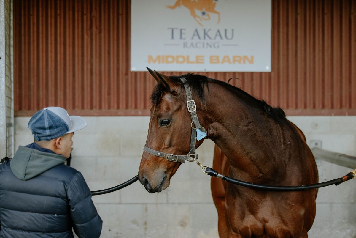 Te Akau Trans Tasman Thursday Trackwork