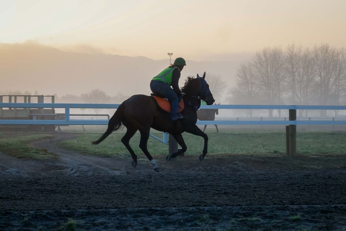 Te Akau Trans Tasman Saturday Trackwork