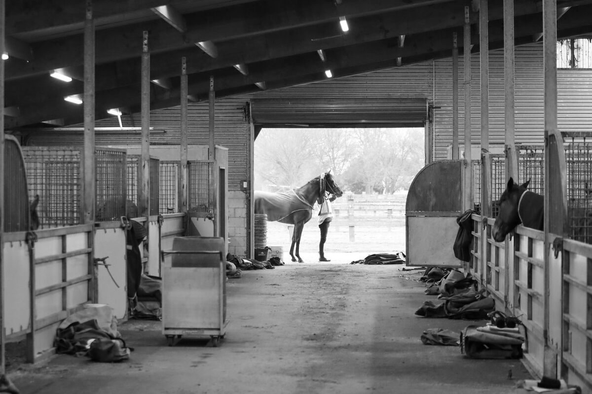 Te Akau Weekend Trackwork