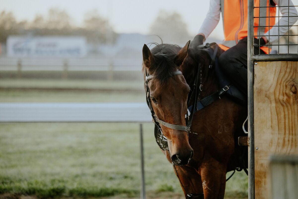Te Akau Trans Tasman Tuesday Trackwork