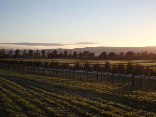 Te Akau Thursday Trackwork