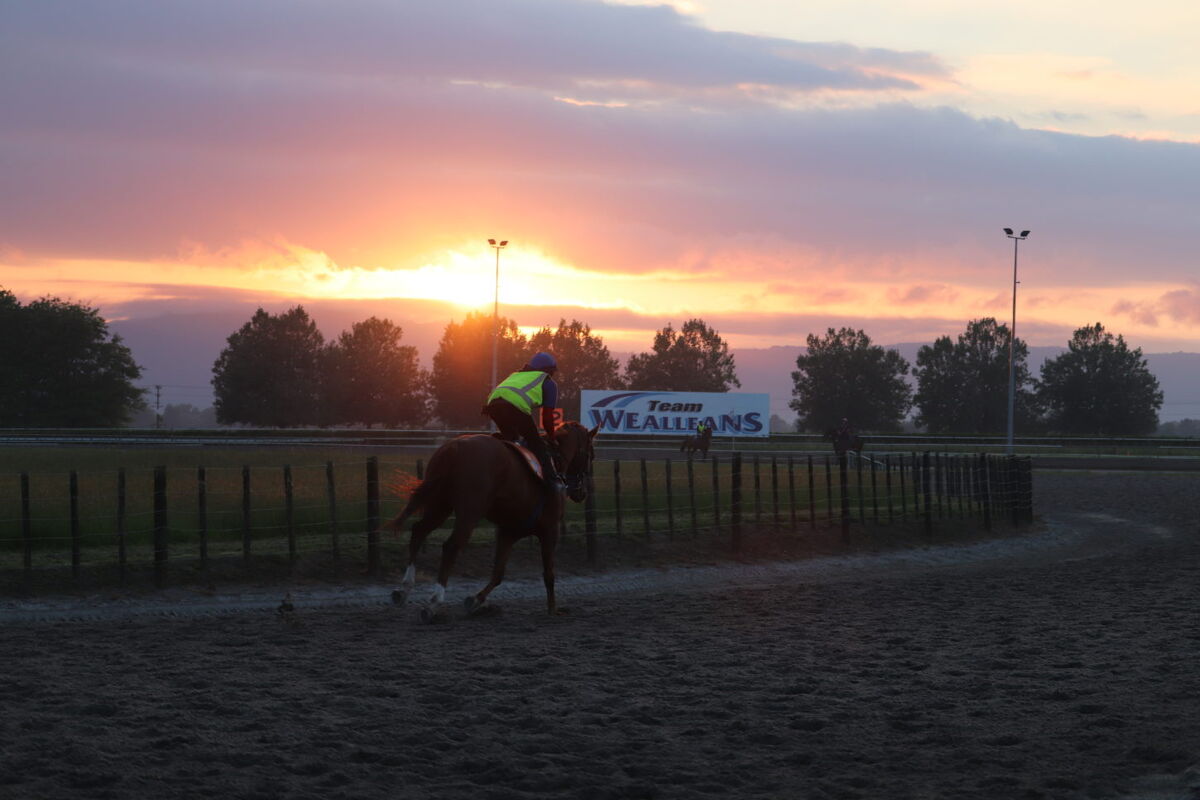 Te Akau Trans Tasman Weekend Trackwork