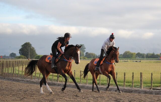 Te Akau Tuesday Trackwork