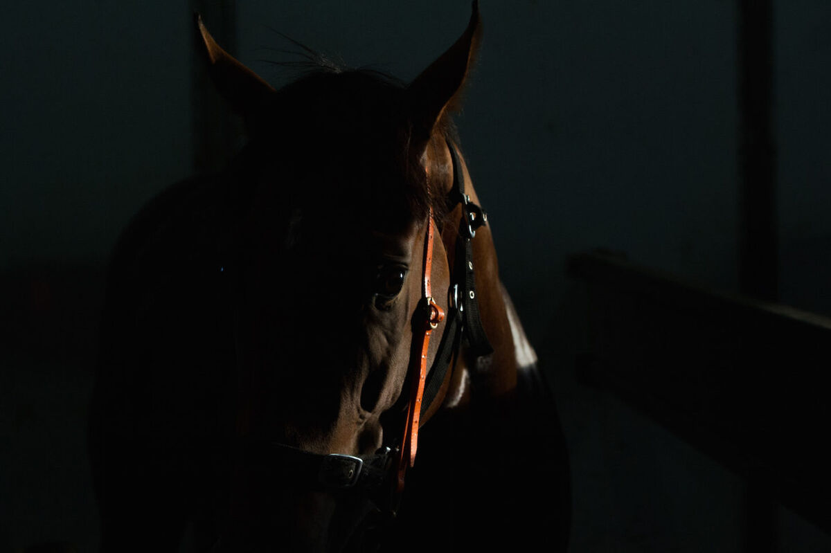 Te Akau Weekend Trackwork