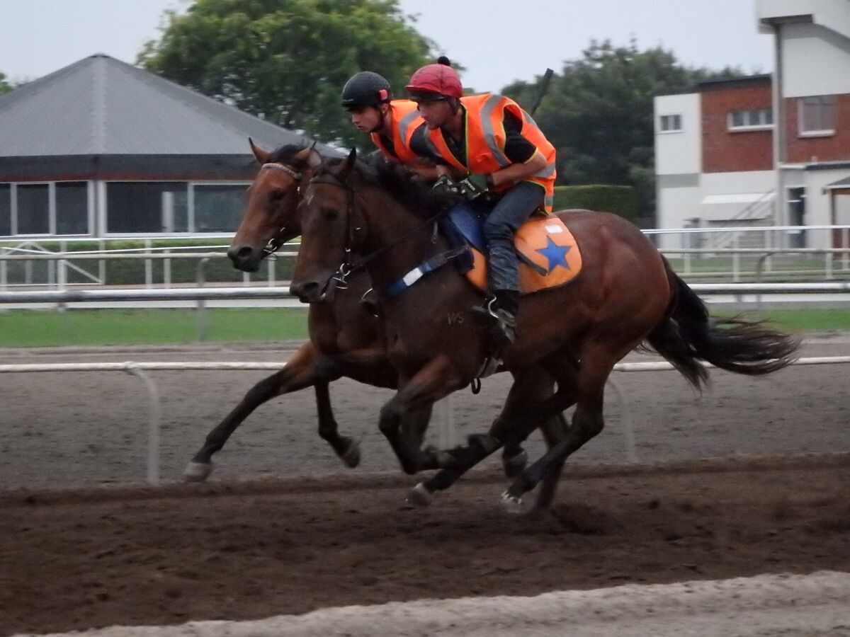 Te Akau Tuesday Trackwork