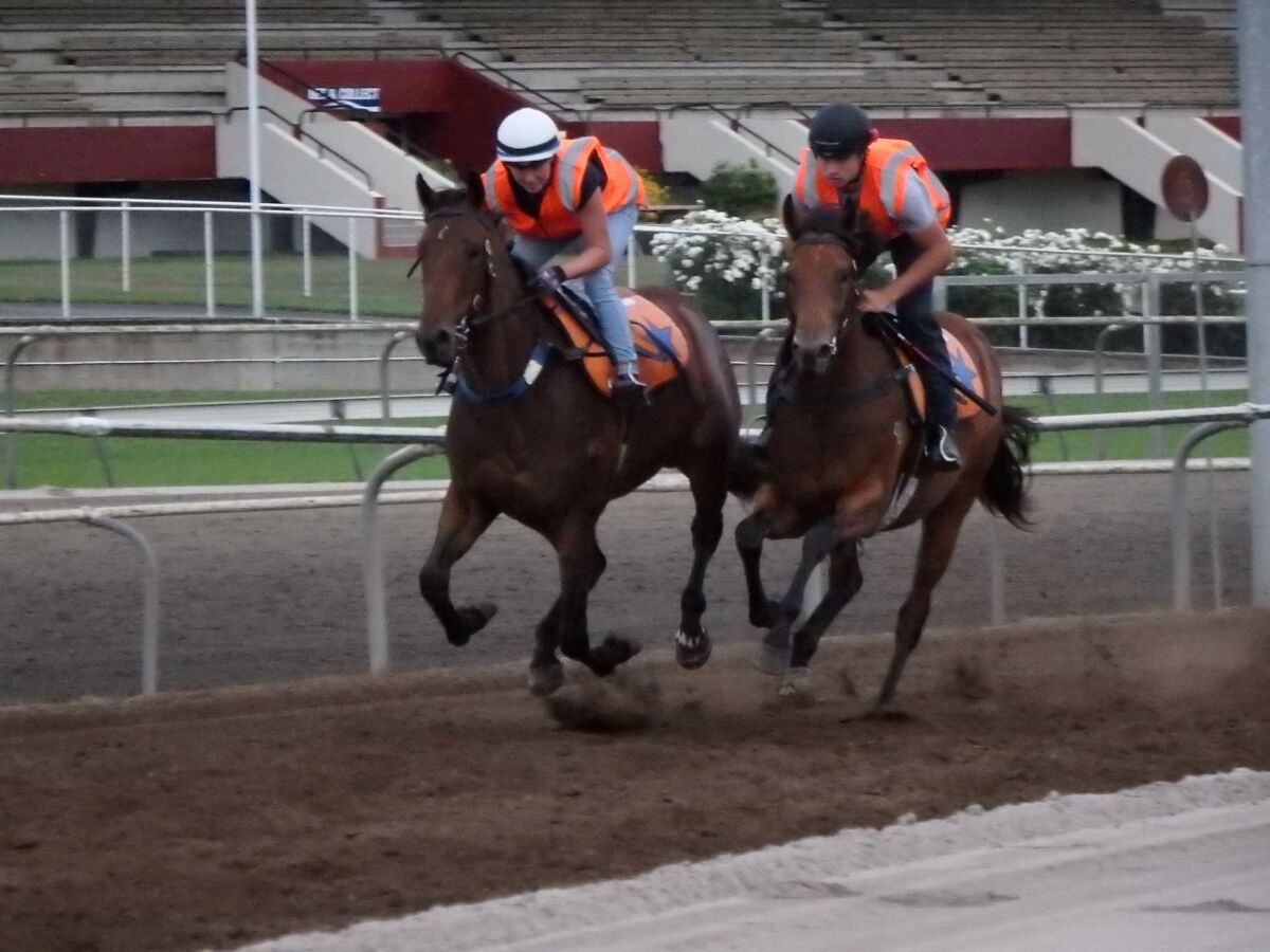 Te Akau Thursday Trackwork