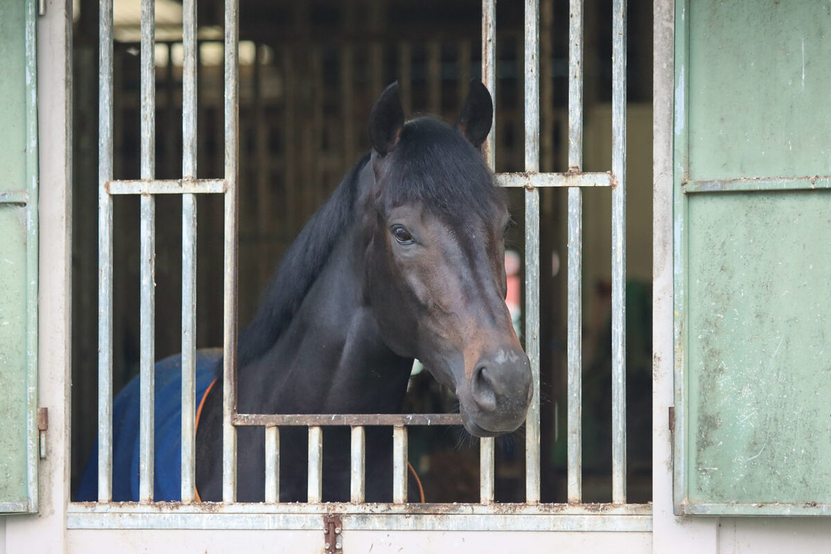 Te Akau Tuesday Trackwork