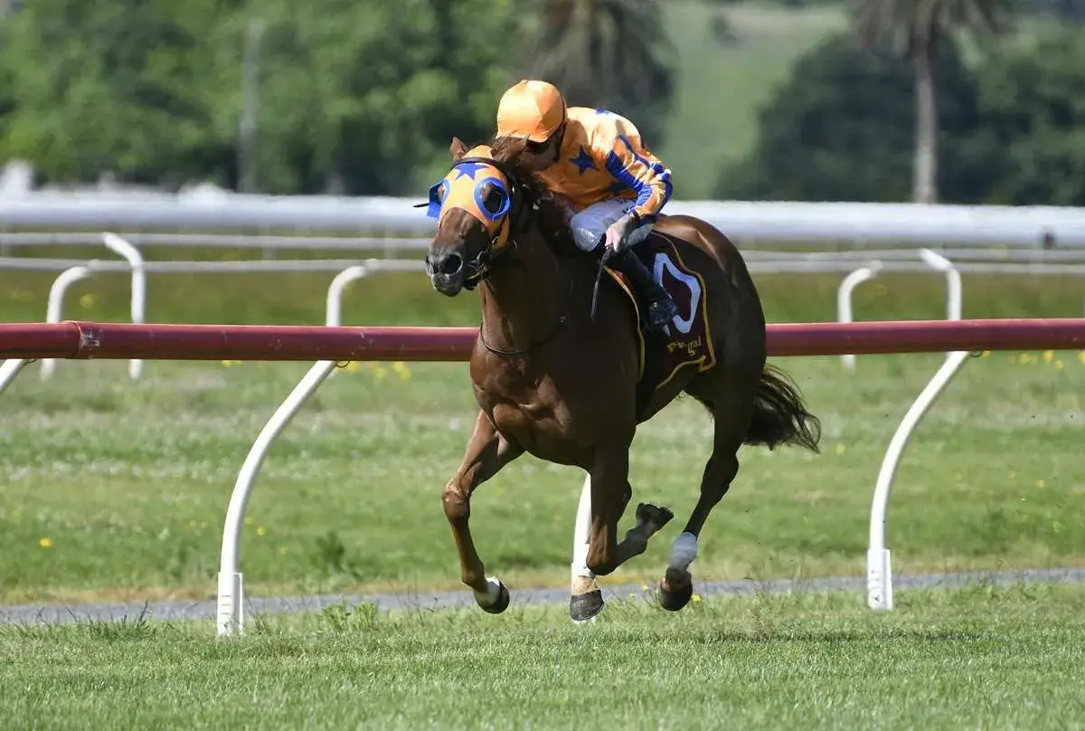 Te Akau Fillies on Stakes' Trial