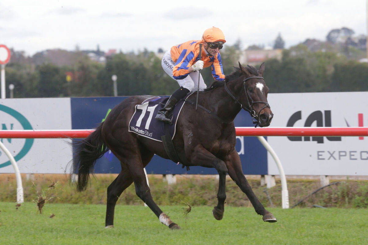 Te Akau Saturday North Island Preview