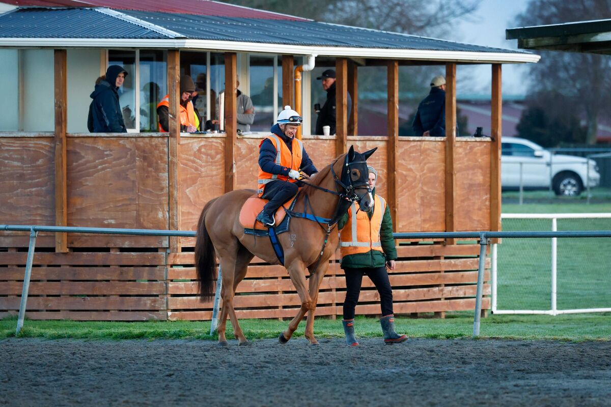 Te Akau Trans-Tasman Tuesday Trackwork