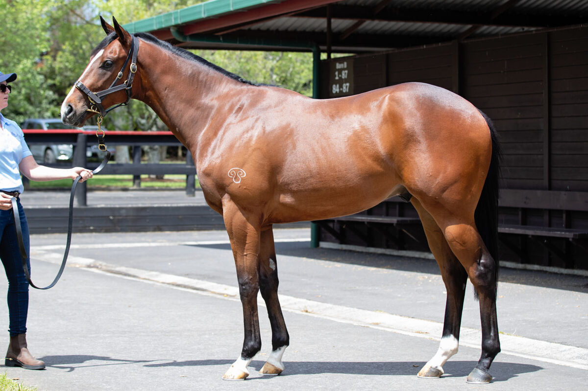Race in Singapore with Te Akau