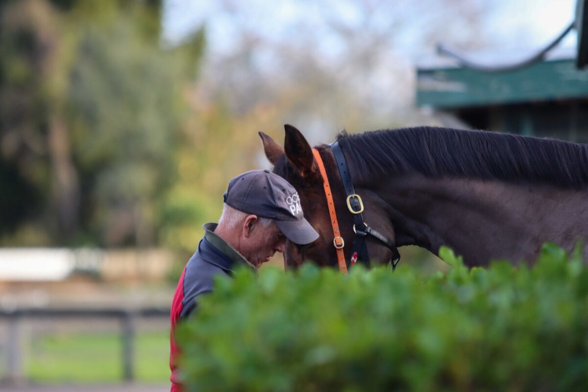 Te Akau Thursday Trackwork