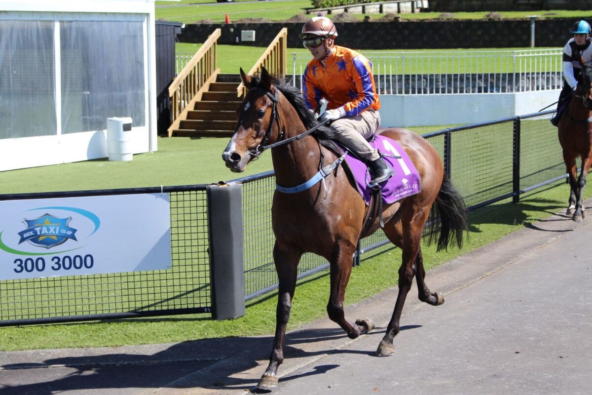 Te Akau Ellerslie Trials' Report