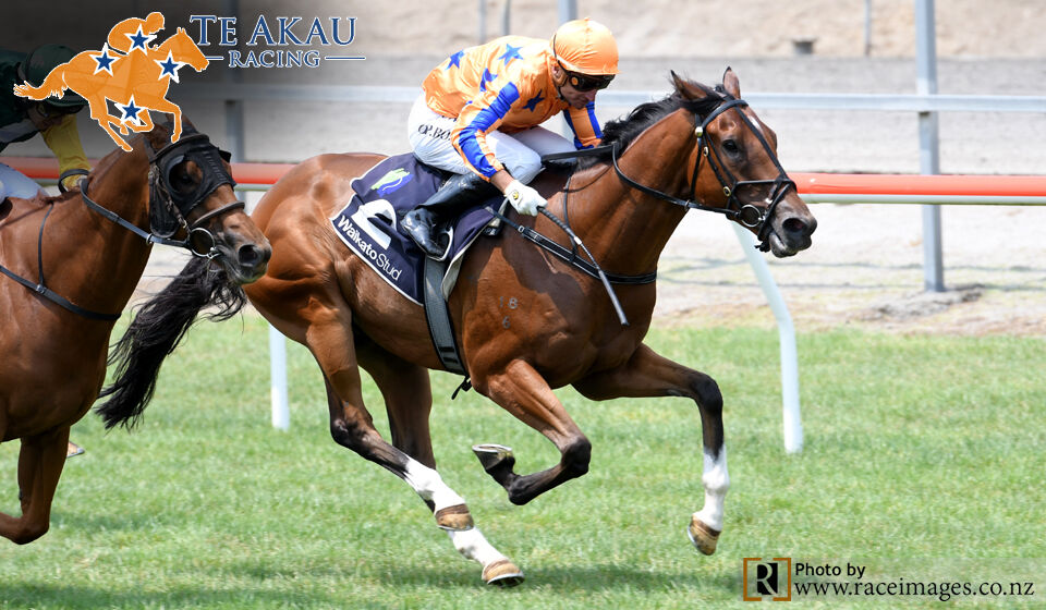 Te Akau Matamata Midweek Preview