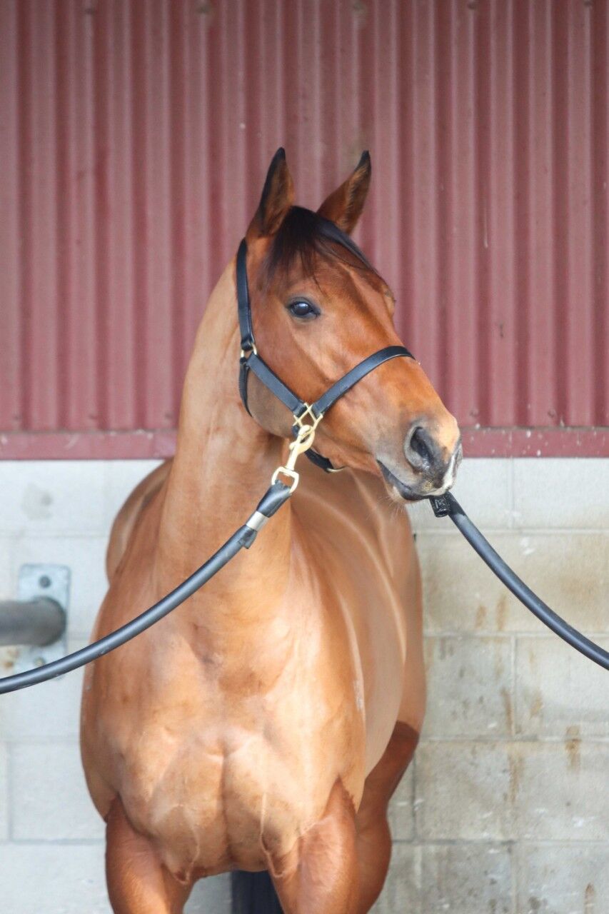 Te Akau Tuesday Trackwork