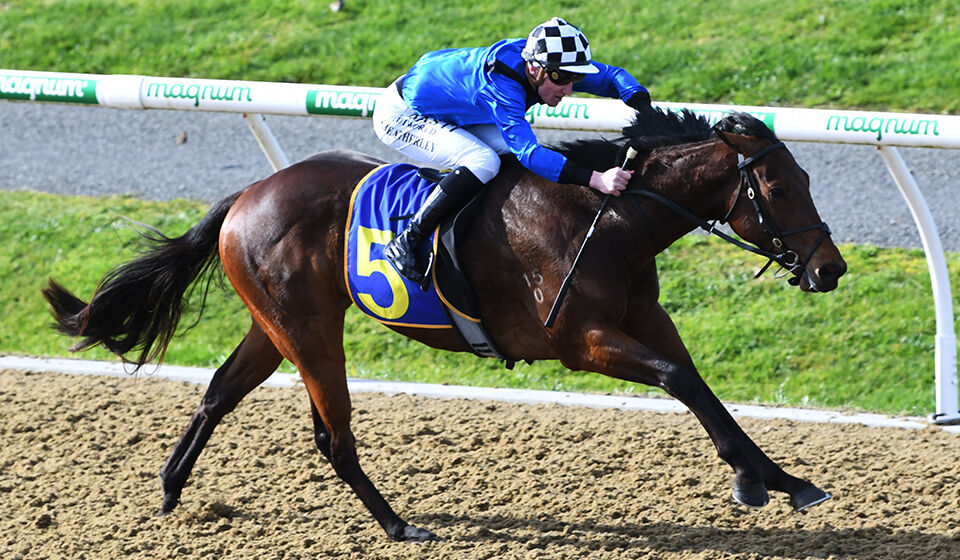 Cambridge Double - Pokuru Gold Shines on Debut