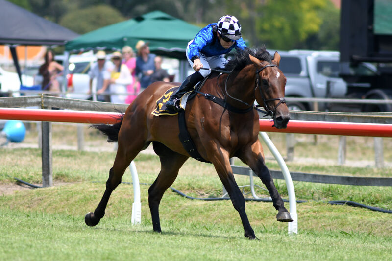 New Year's Day = 6 Te Akau Wins