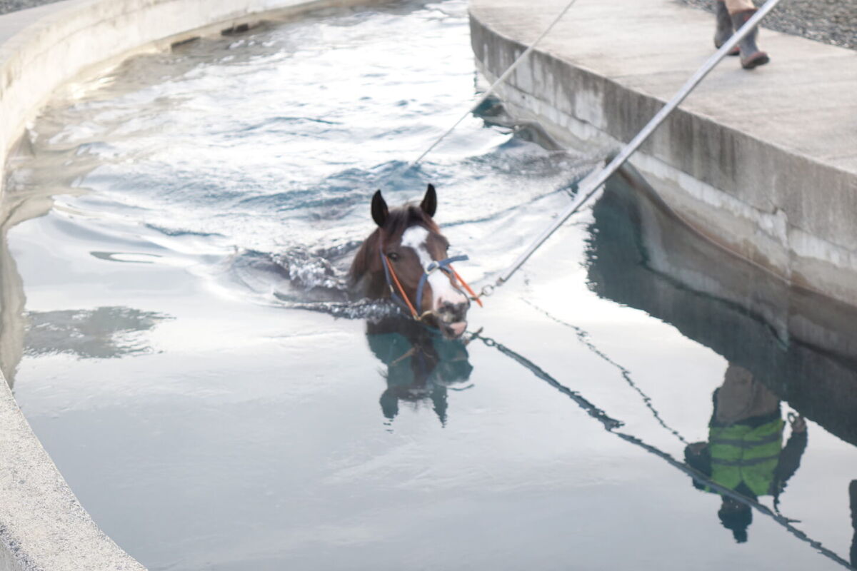Te Akau Weekend Trackwork