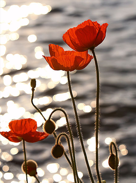 Te Akau Anzac Day Avondale Preview