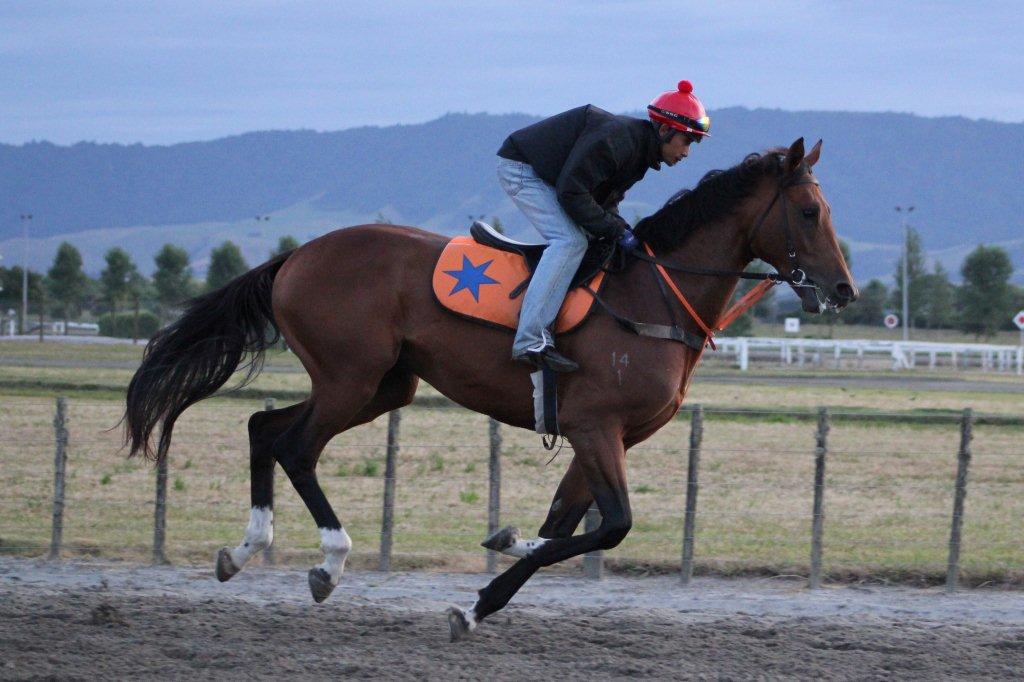 Te Akau Saturday Trackwork