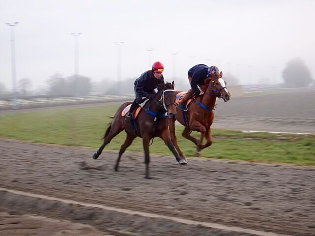 Te Akau Weekend Trackwork
