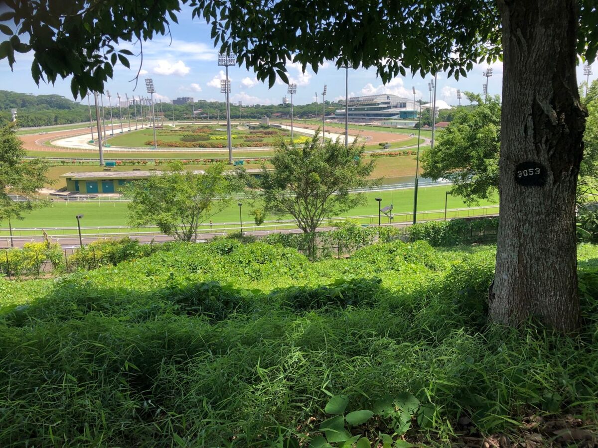 Te Akau Singapore Friday Preview