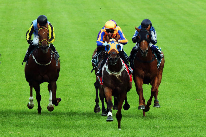 Te Akau TV Weekend Preview