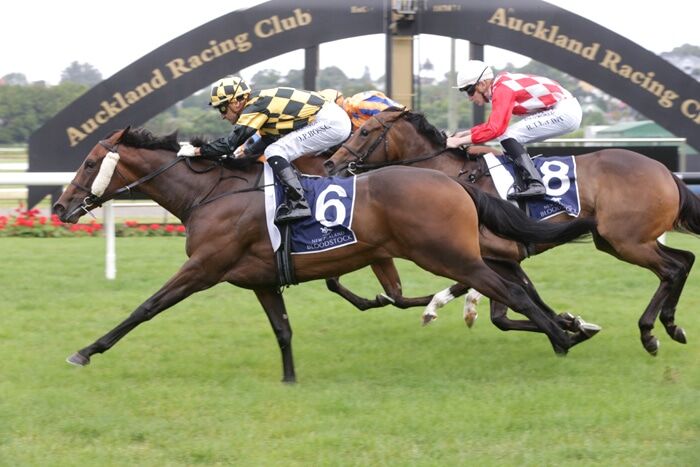 Probabeel - New Karaka 2YO Million Favourite
