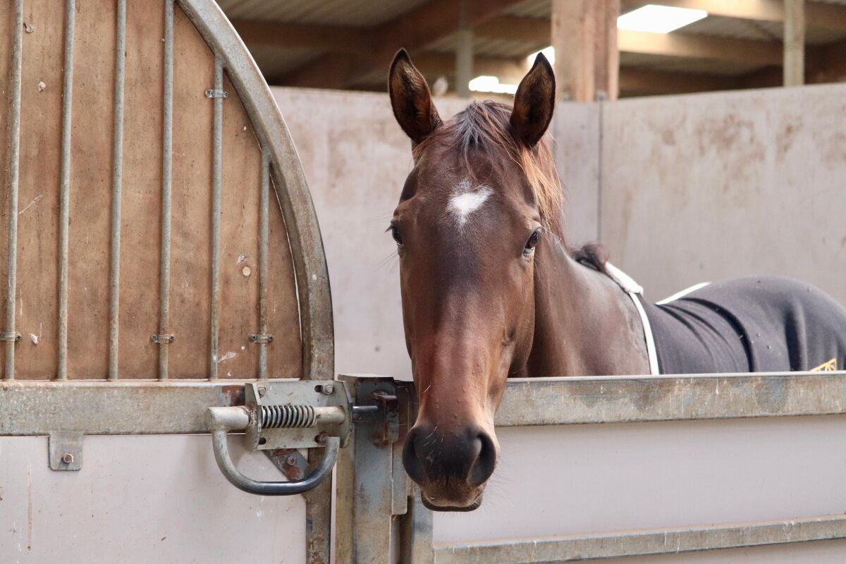 Te Akau Thursday Trackwork