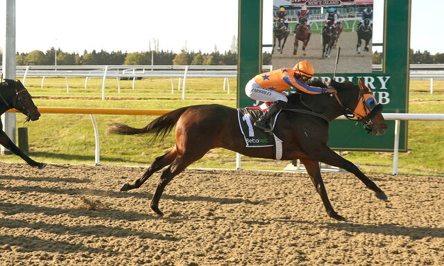 Te Akau Trans Tasman Midweek Preview