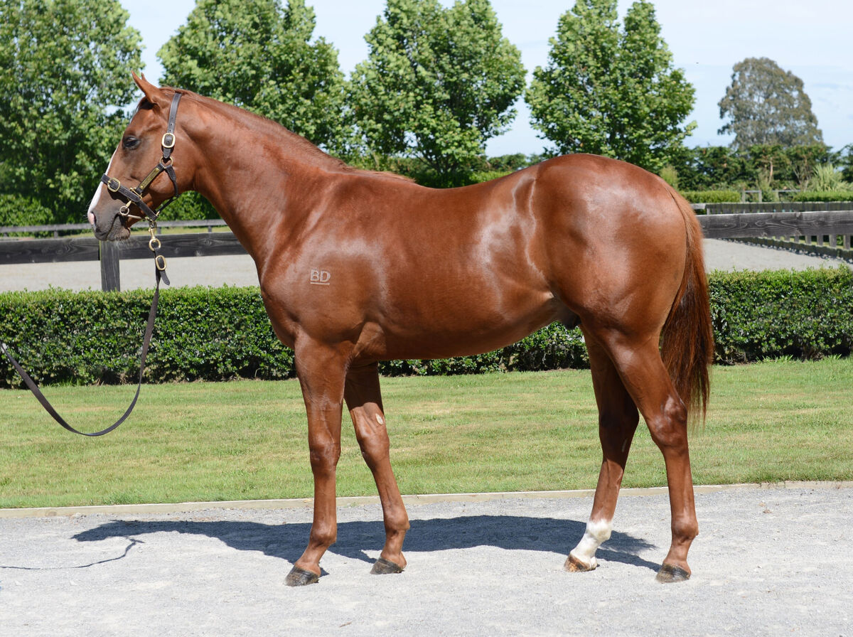 Te Akau Cambridge Thursday Preview