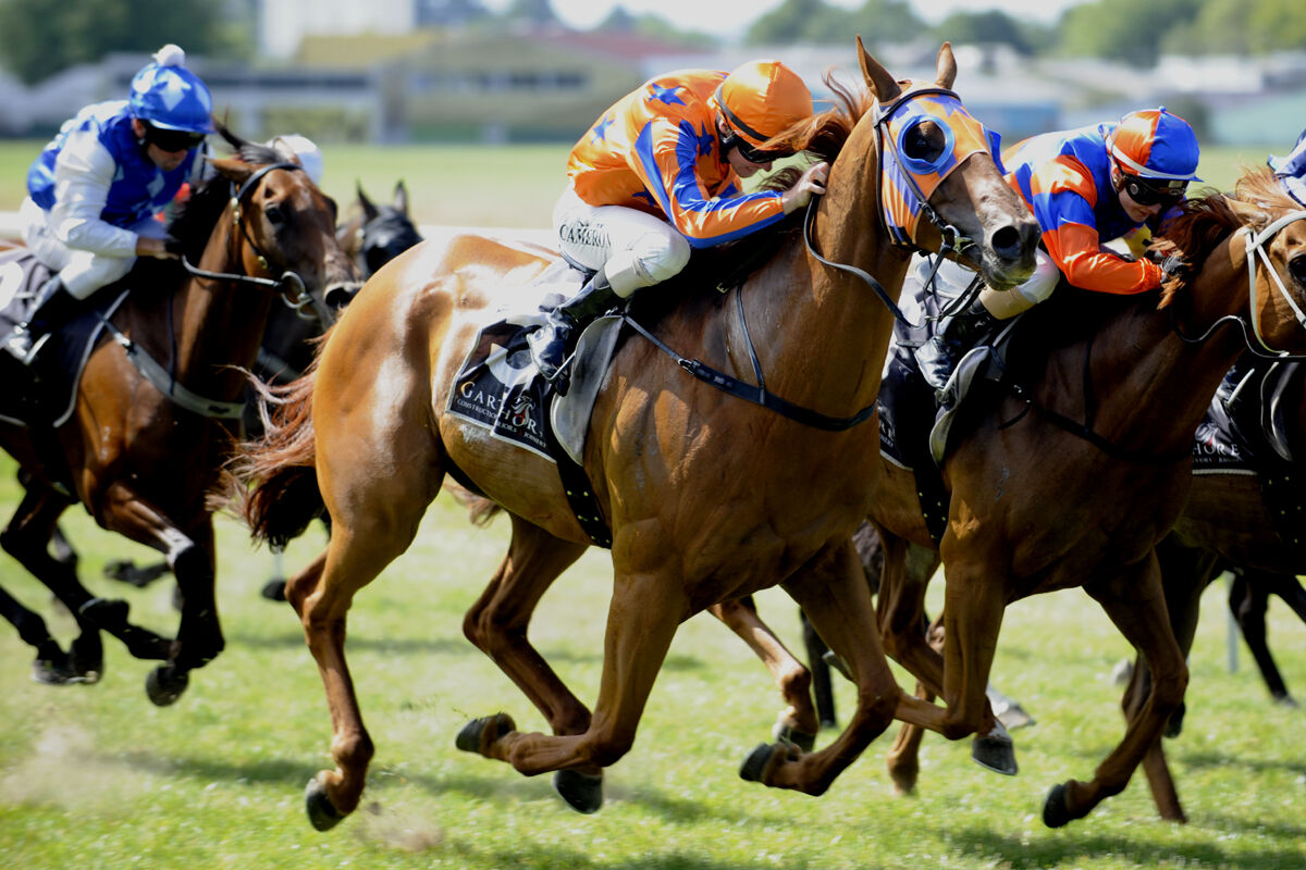 Te Akau NZ Win 50