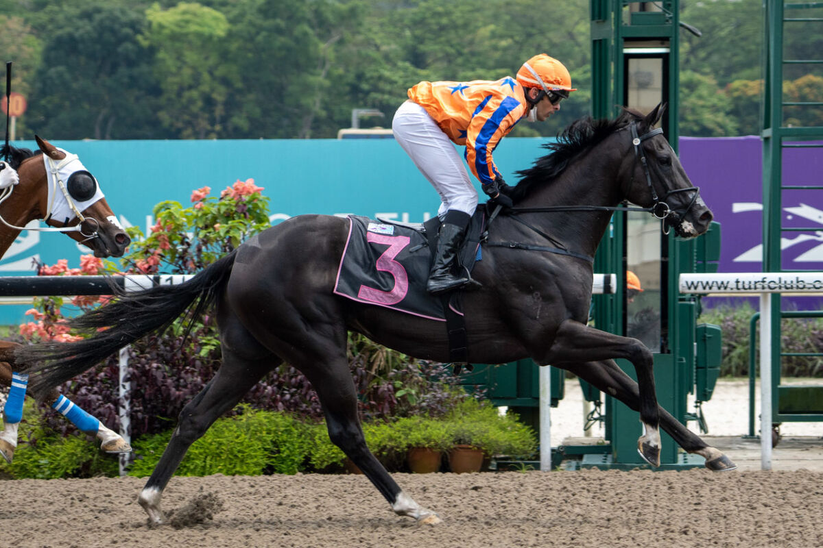 Te Akau Singapore Saturday Preview