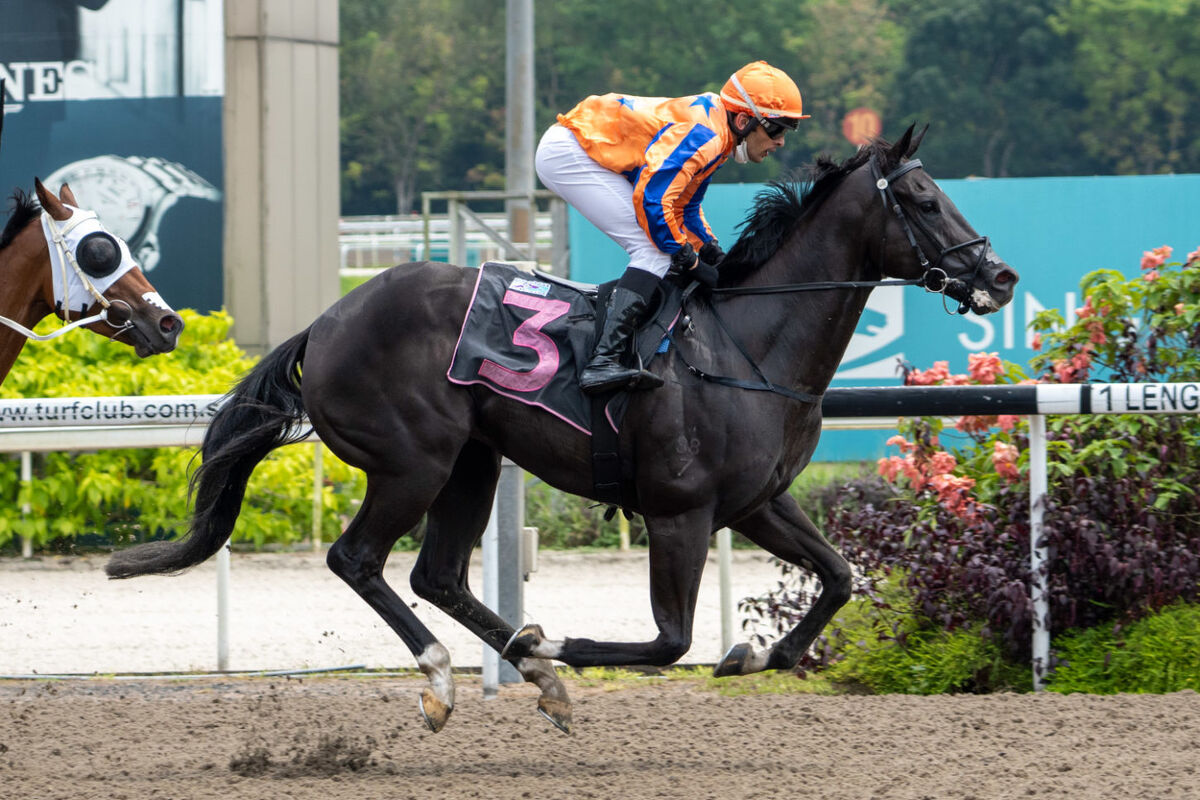 Te Akau Singapore Saturday Preview