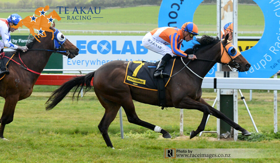 Rhapsody in Blue - Te Akau's 3rd Taupo Winner