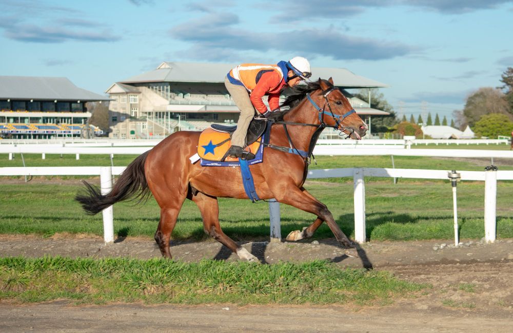 Riccarton Park Trackwork Update